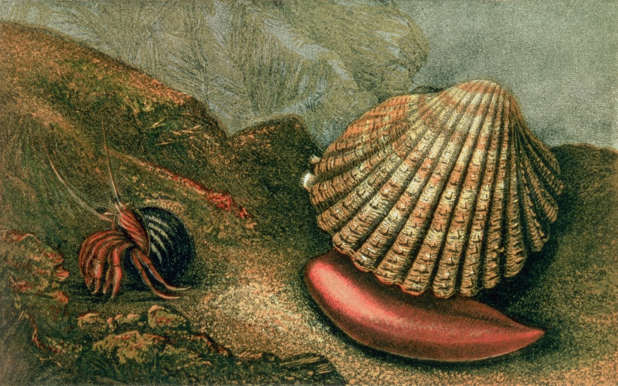 Cardum Rusticum و Pagurus Bernhardi في صدفة نكة ، من "Glaucus أو عجائب الشاطئ" مكتوبة وموضحة بواسطة Charles Kingsley بواسطة تشارلز كينجسلي