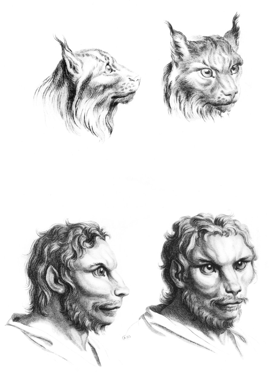 أوجه التشابه بين رؤوس الوشق والرجل ، من كتاب بورتريه لمن يبدأ الرسم بواسطة لو برون بواسطة تشارلز لو برون