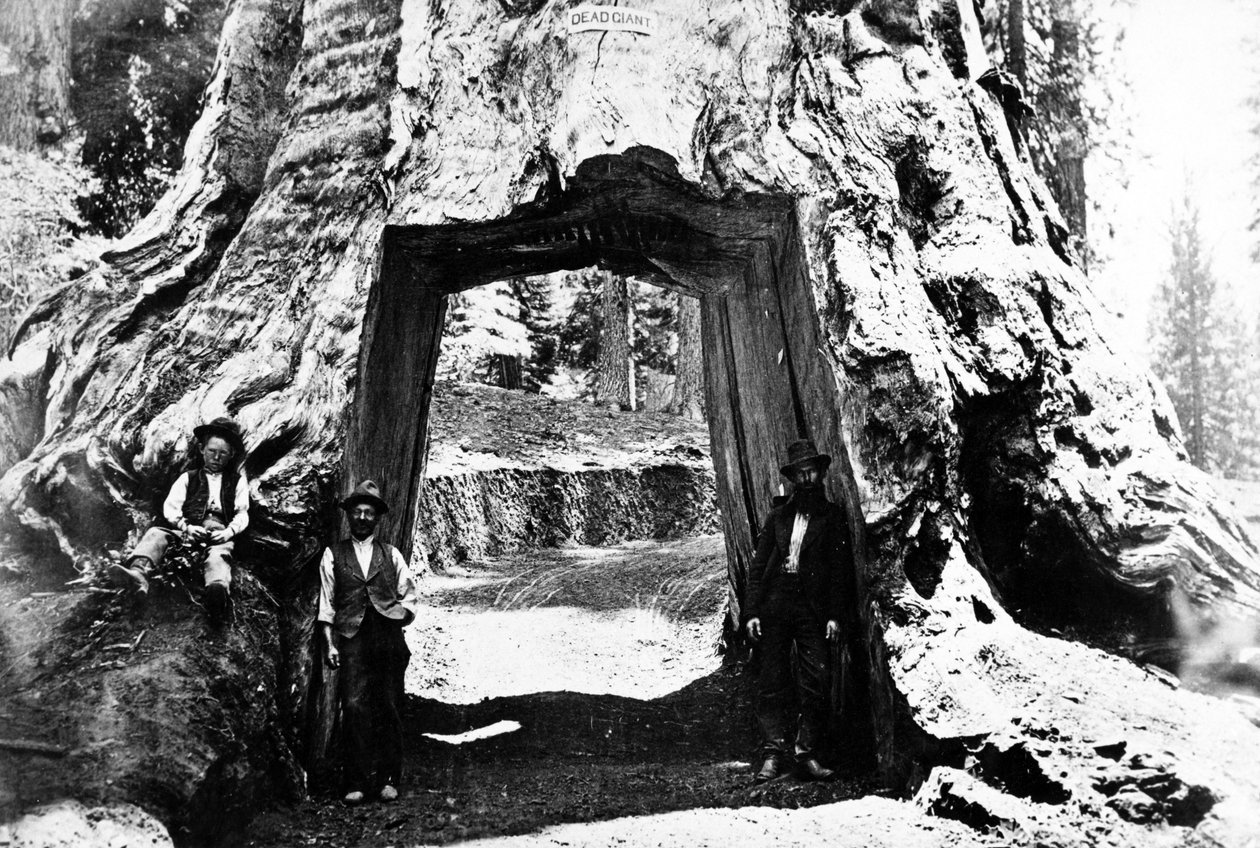 شجرة واونا ، c.1890 بواسطة تشارلز روسكو سافاج