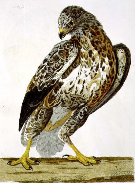 لوحة Buzzard (Buteo buteo) من "علم الحيوان البريطاني ، الفئة الثانية: الطيور" ، نقشها بيتر مازيل (من 1761 إلى 1797) 1766 (نقش) بواسطة تشارلز (بعد) كولينز