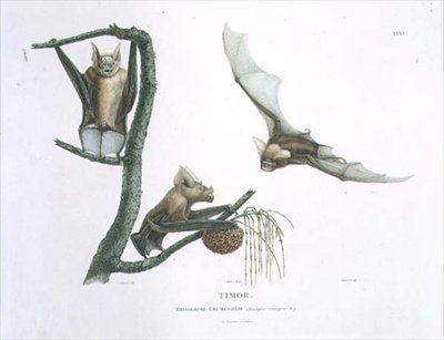 Rhinolophus Crumeniferus ، خفاش حدوة حصان ، من Timor ، اللوحة 35 من "رحلة الاستكشاف إلى الأراضي الأسترالية" ، نقشها شوبارد ، حانة. 1800-04 (نقش) بواسطة تشارلز الكسندر (بعد) ليسور