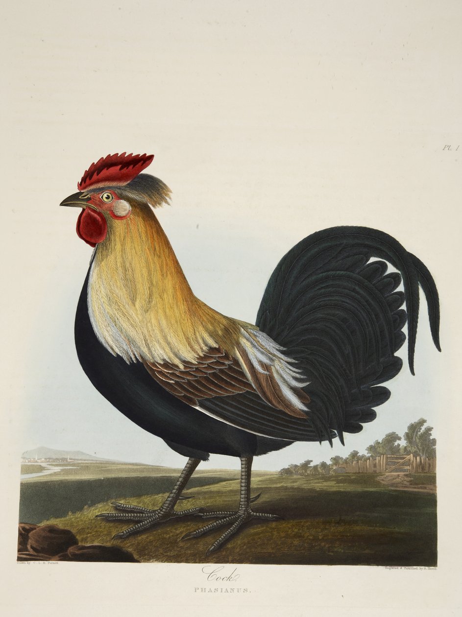 الديك ، Phasianus ، من "مجموعة مختارة من الطيور البريطانية" ، حانة. 1835 (نقش ملون يدوي) بواسطة تشارلز أوغست (بعد) ستوبين