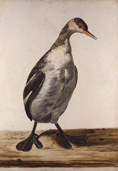 The Loon الكبرى (ألوان مائية على ورق) بواسطة تشارلز كولينز