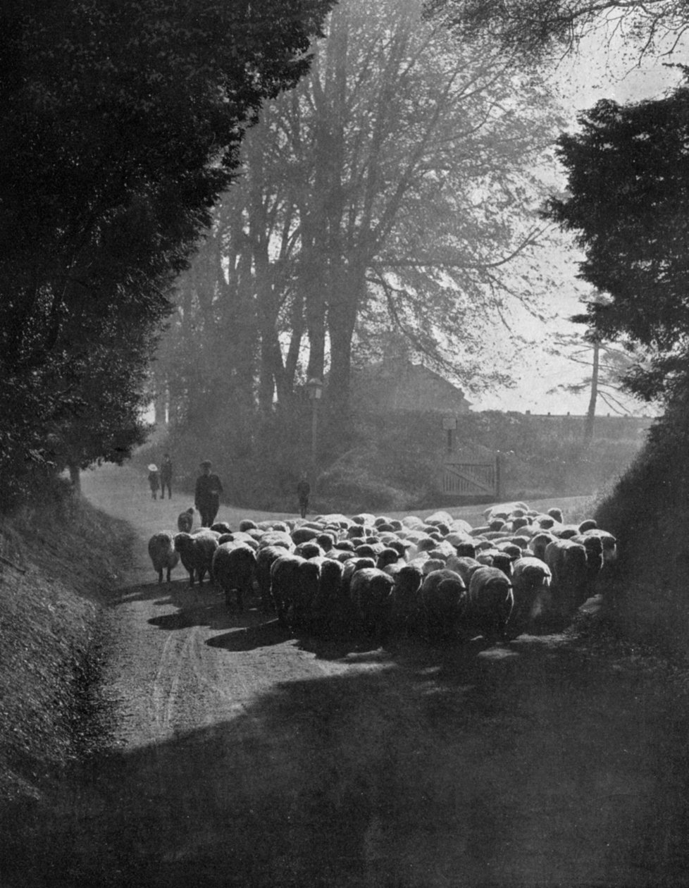 الأغنام في طريقها إلى معرض ويلتون للأغنام ، ويلتون ، ويلتشير ، 1924-1926 بواسطة تشارلز إي براون