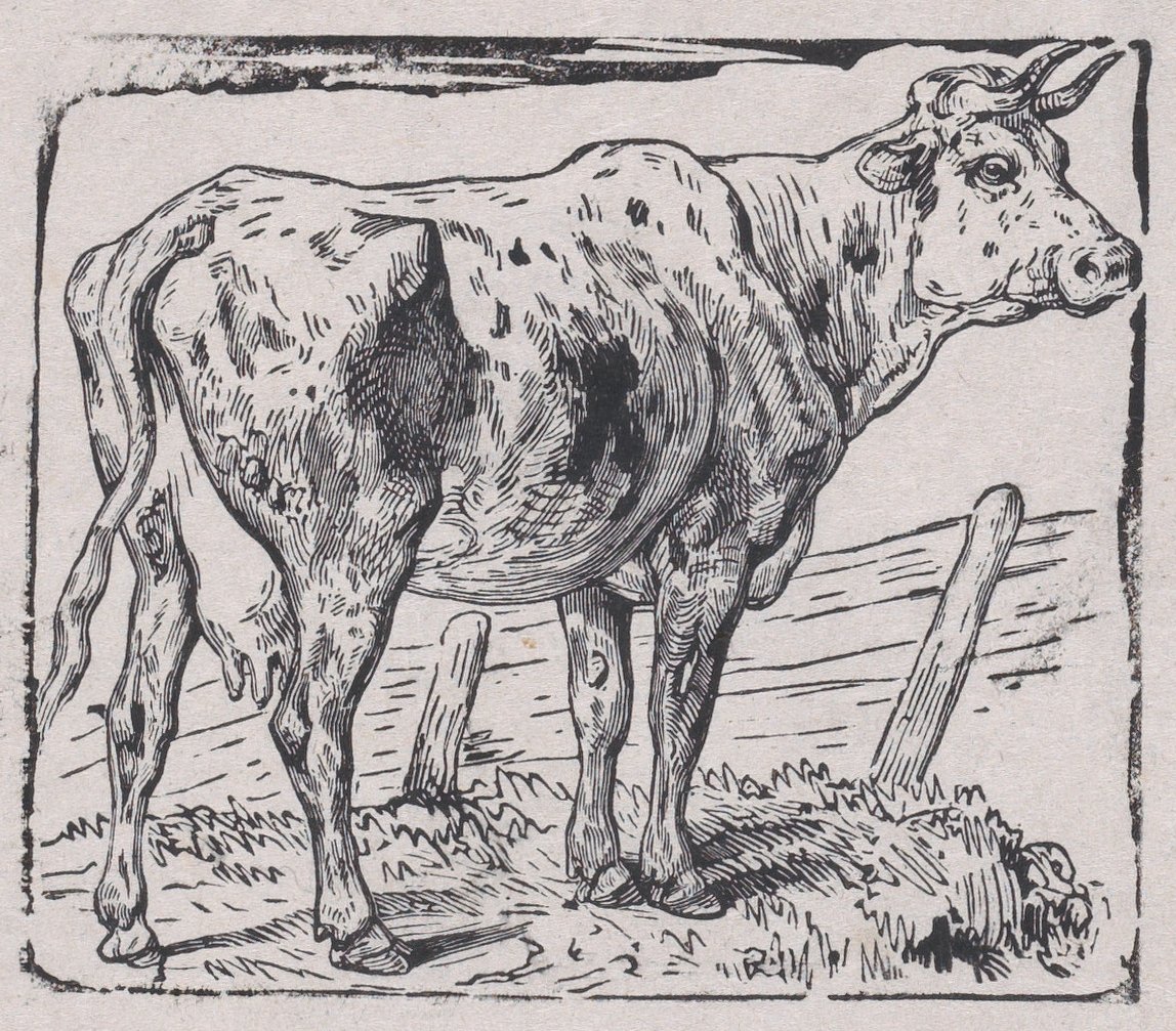 بقرة ، كاليفورنيا. 1853. بواسطة تشارلز إميل جاك