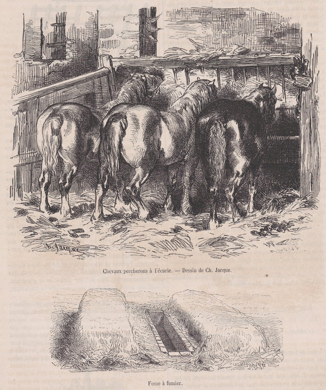 خيول بيرشيرون في الإسطبل ، حفرة الروث ، من ماجاسين بيتوريسك ، كاليفورنيا. 1852. ، كاليفورنيا. 1852. بواسطة تشارلز إميل جاك
