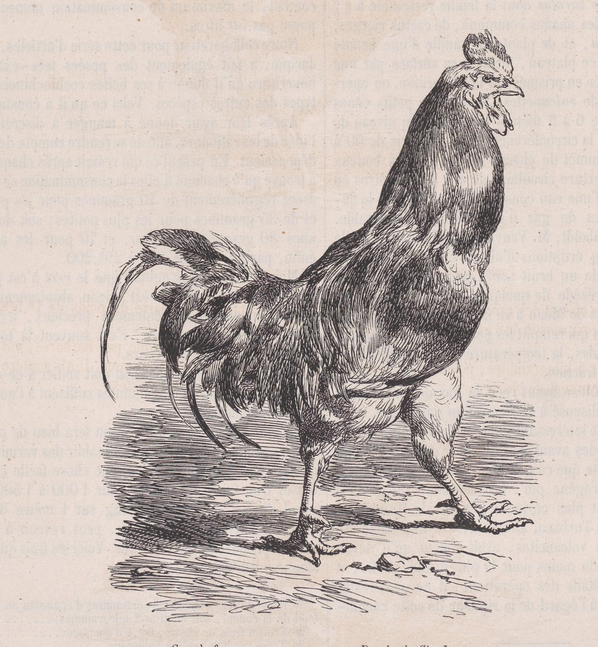 ديك المزرعة ، سلالة مشتركة. ، من Magasin Pittoresque ، كاليفورنيا. 1852. بواسطة تشارلز إميل جاك