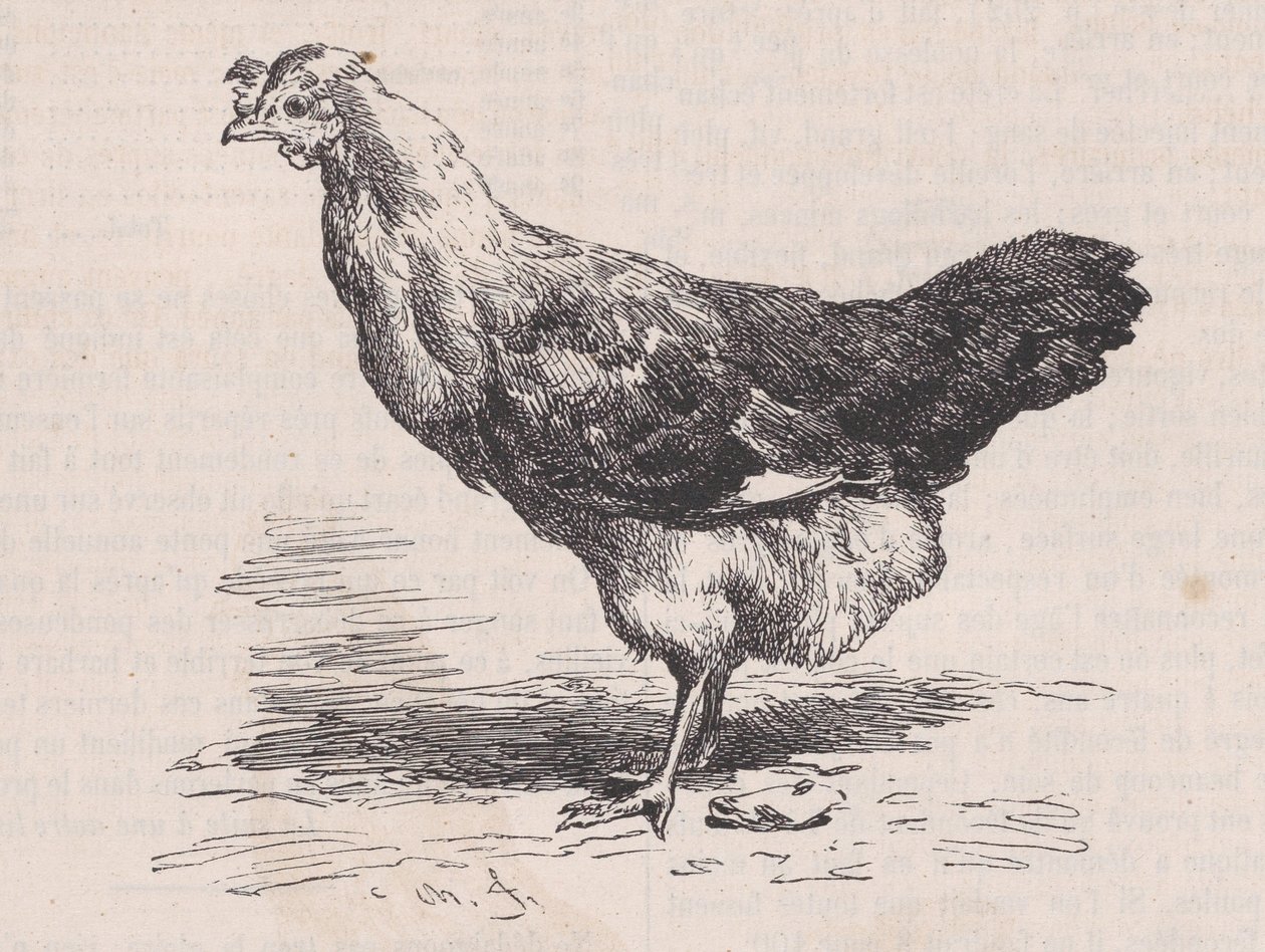 دجاجة فرنسية عادية ، طبقة فقيرة ، من Magasin Pittoresque ، كاليفورنيا. 1852. بواسطة تشارلز إميل جاك