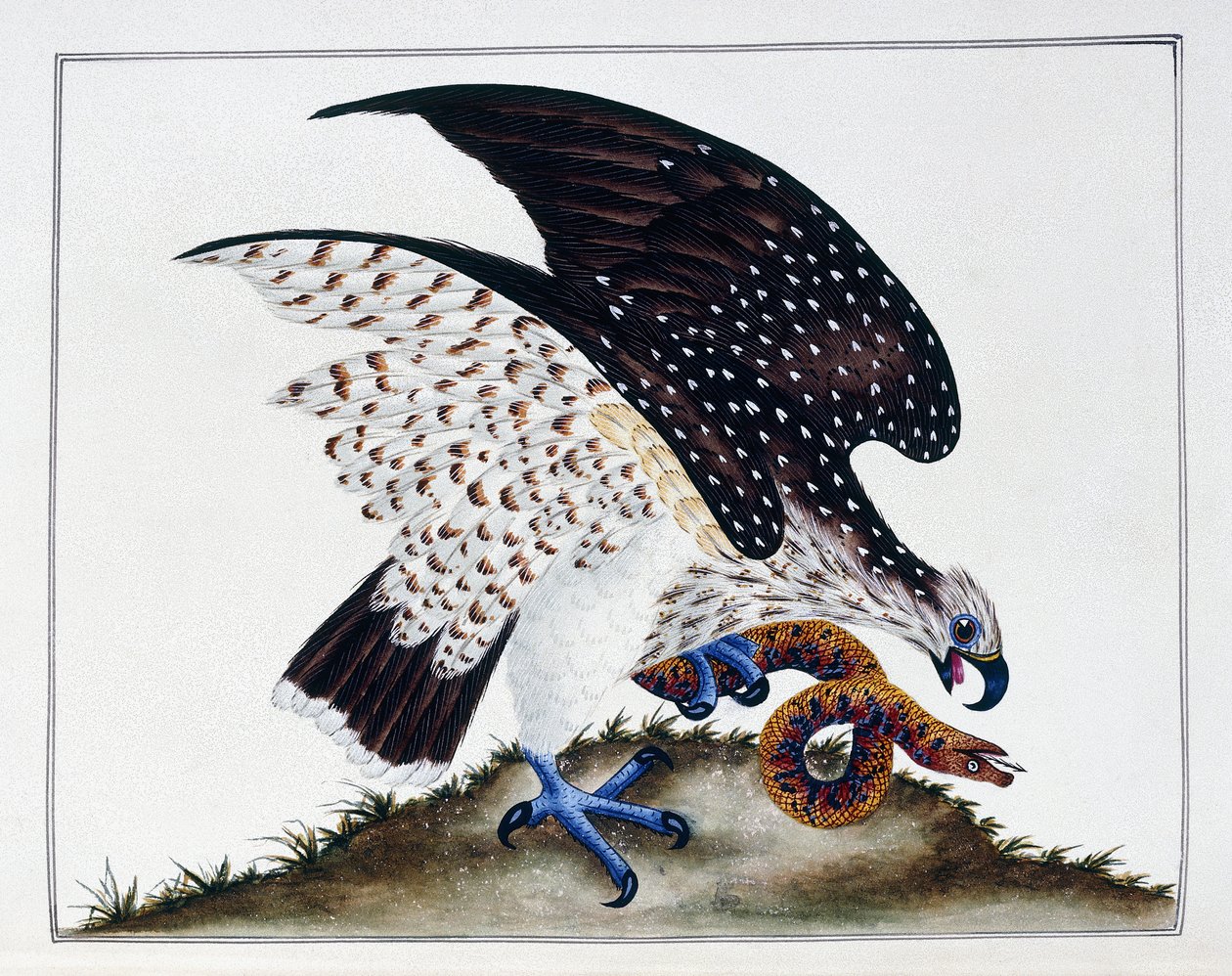 الطيور الجارحة مع الأفعى ، 1808-21 بواسطة تشارلز هايز
