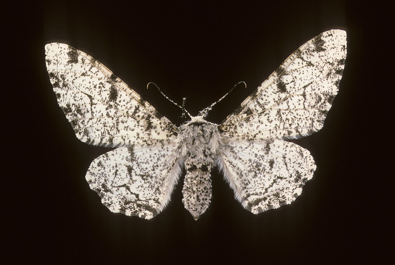 Betularia biston / بيرش فالين بواسطة تشارلز هنري جوزيف ليكيرت