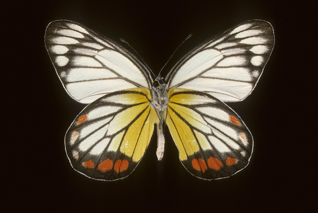Delias hyparete / ذكر بواسطة تشارلز هنري جوزيف ليكيرت