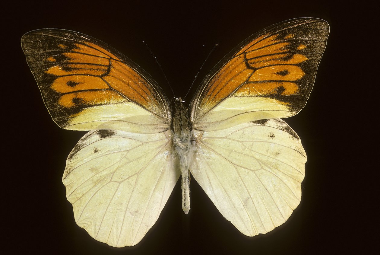 Hebomoia leukippe sulfurea بواسطة تشارلز هنري جوزيف ليكيرت