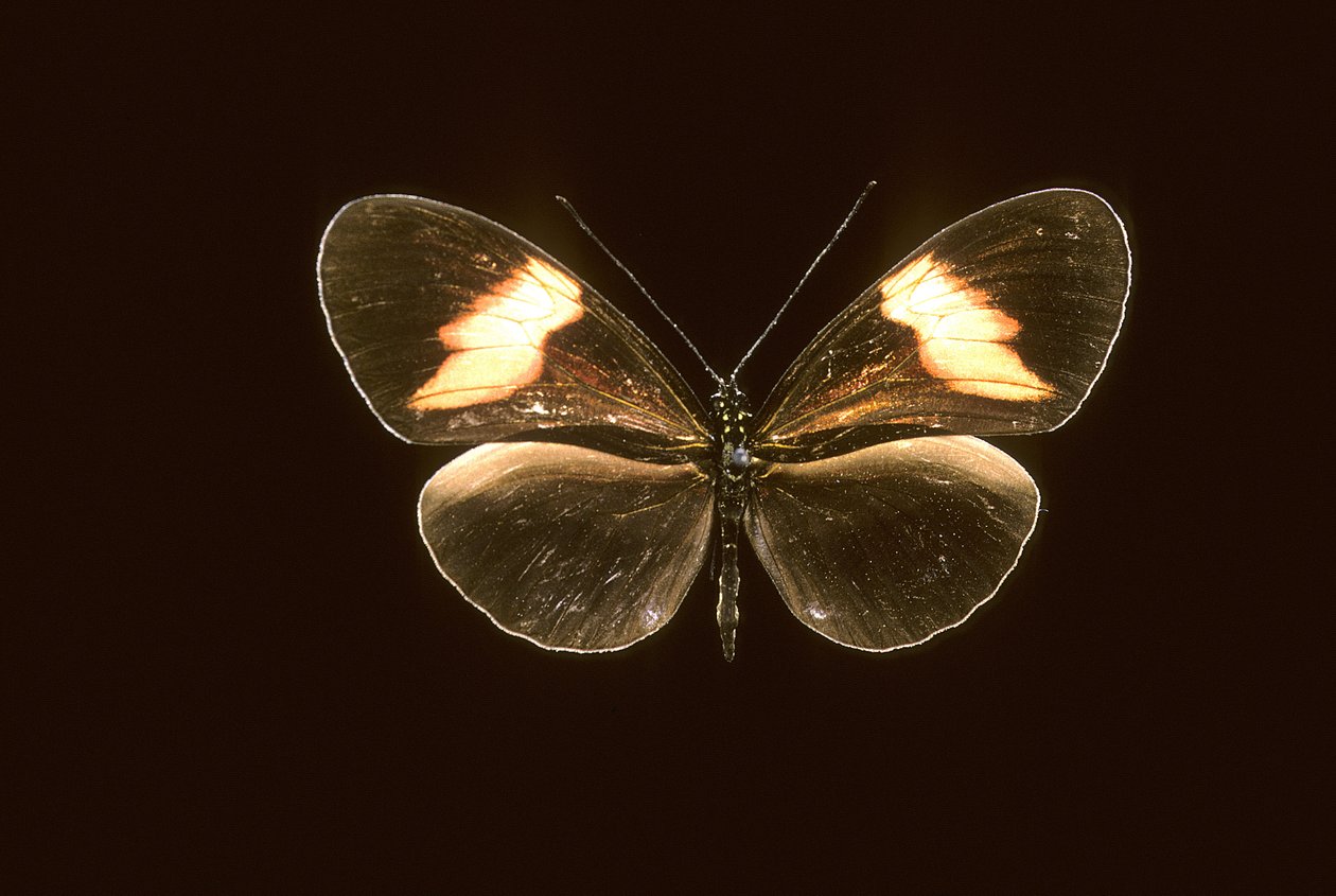 Heliconius melpomene / Heliconie melpomene بواسطة تشارلز هنري جوزيف ليكيرت