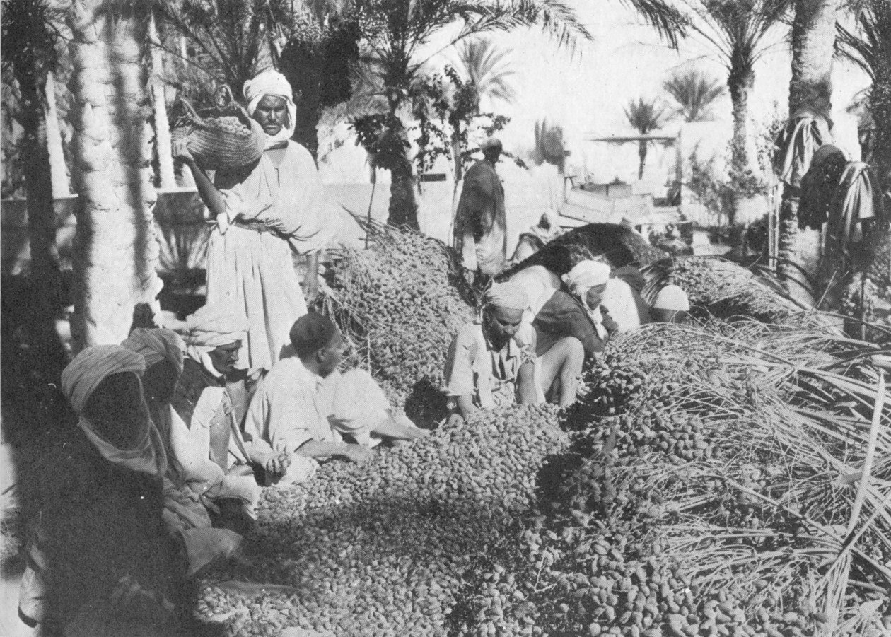 قطف التمر في قابس ، c1913 بواسطة Charles JS Makin