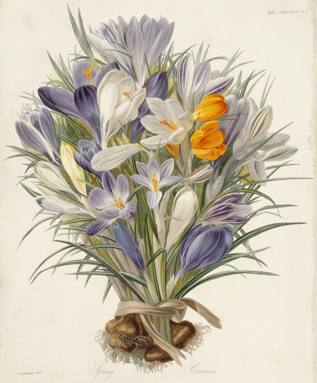 Spring Crocuses ، لوحة من معاملات جمعية البستنة ، لندن ، المجلد السابع ، 1830 (النقش اليدوي) بواسطة تشارلز جون روبرتسون