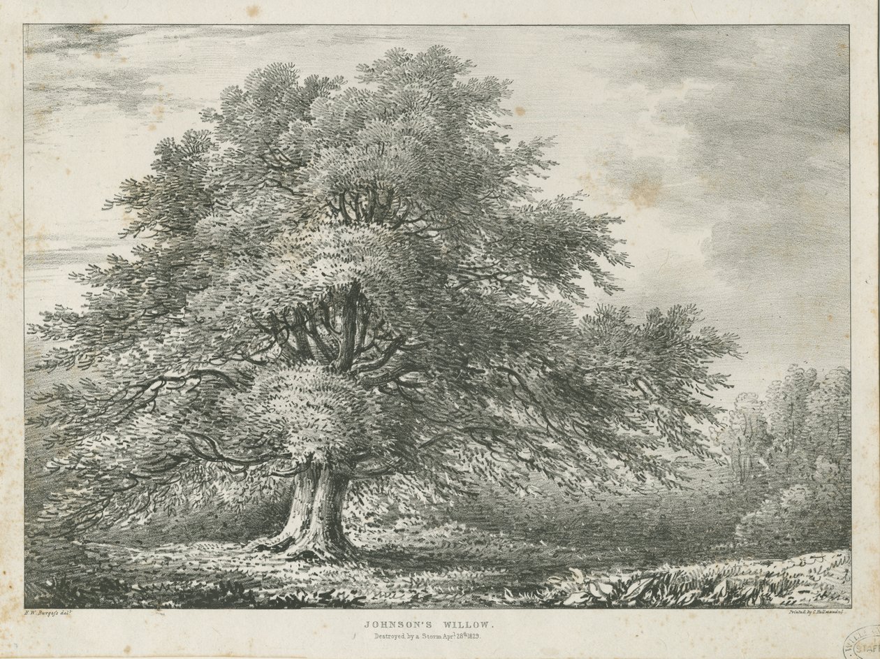 Lichfield - ["Dr. Johnson" s "] شجرة الصفصاف: الطباعة الحجرية ، بدون تاريخ [1789-1850] بواسطة تشارلز جوزيف هولمانديل