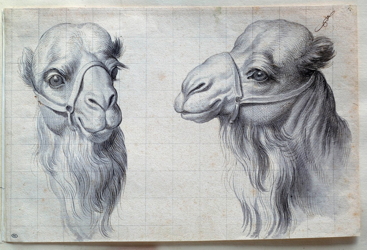 دراسات لرأسي جمل رسم تشارلز ليبرون (لو برون) (1619-1690) من القرن السابع عشر. خافت. 0،22 × 0،32 م. باريس ، متحف اللوفر بواسطة تشارلز لو برون
