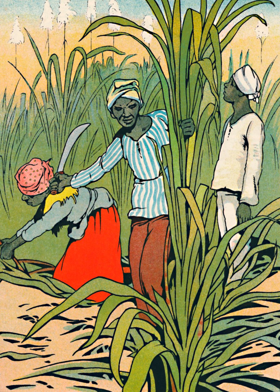 في العمل بين قصب السكر ، 1912 بواسطة تشارلز روبنسون