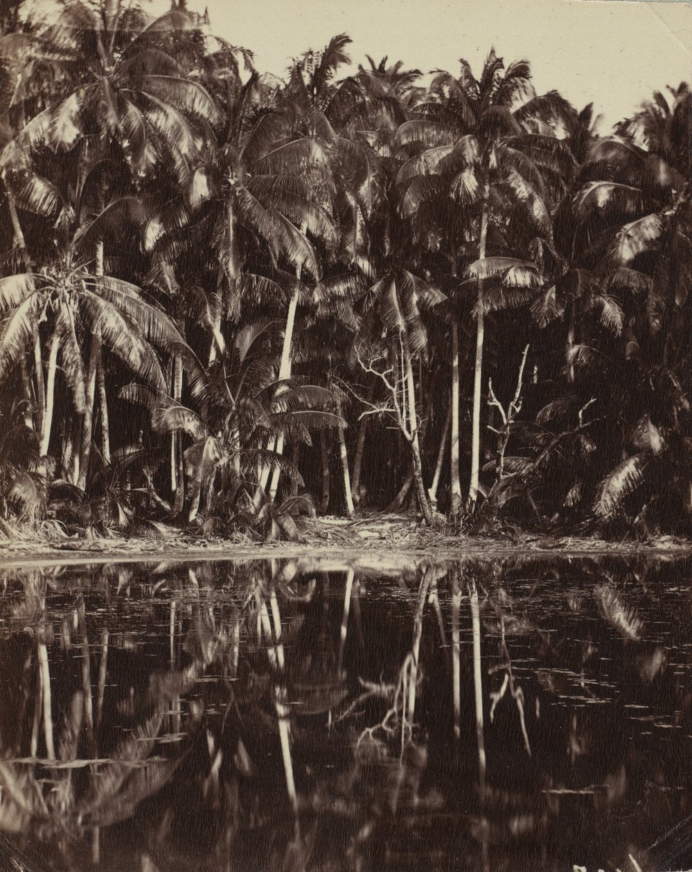 Tetiaroa - Un lagon des Paumotu ، 1880 أو 1890. بواسطة تشارلز سبيتز