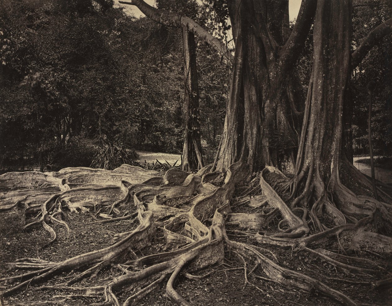 المطاط شجرة ، آسام ، الهند Ficus Elastica ، حوالي 1880s. بواسطة تشارلز ت