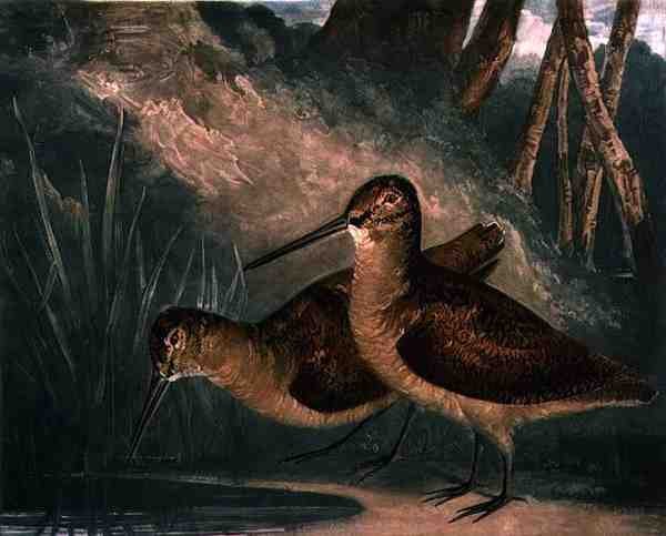 Woodcocks ، اللوحة 4 من لعبة الريشة البريطانية ، نقشها الفنان ، حانة. بواسطة R. Ackermann ، حوالي 1810 (نقش الميزوتنت) بواسطة تشارلز تورنر
