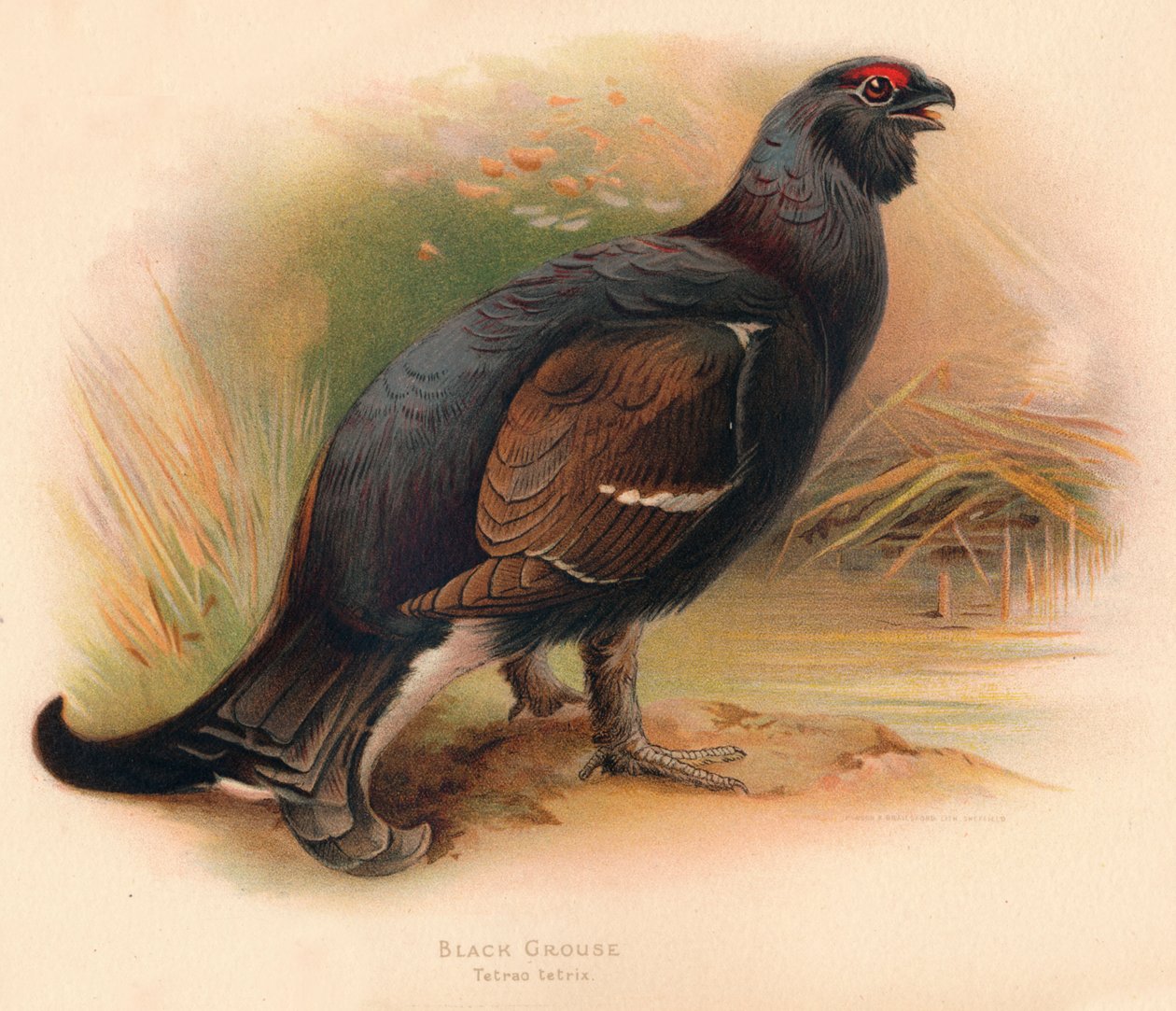 Black Grouse Tetrau tetrix ، 1900 ، 1900 بواسطة تشارلز ويمبر