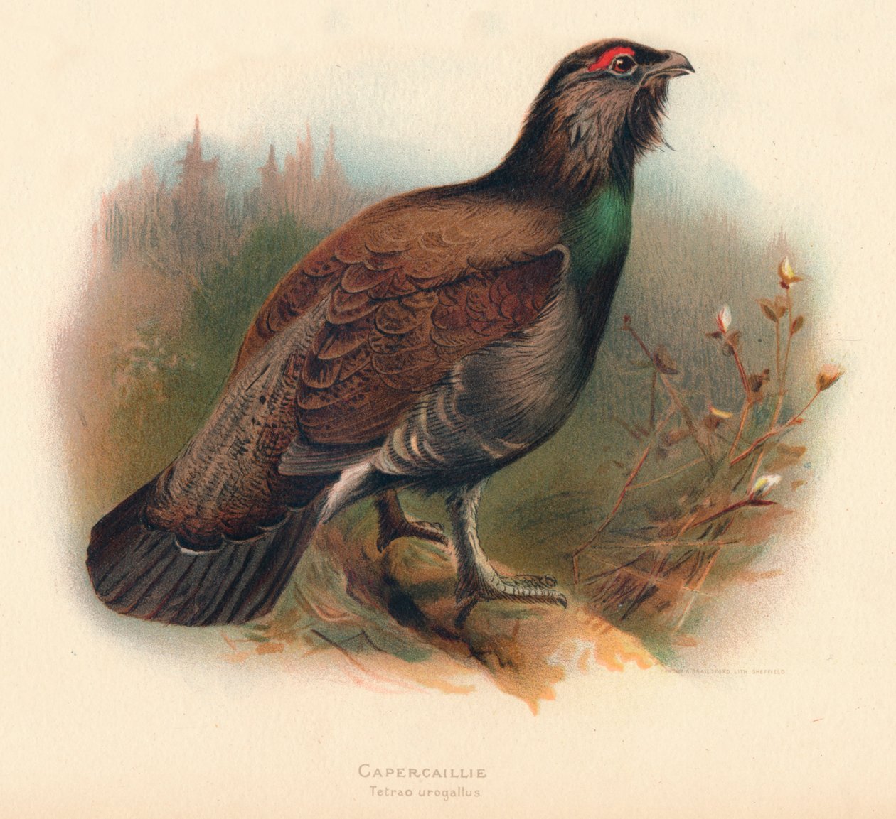 Capercaillie Tetrao urogallus، 1900، 1900 بواسطة تشارلز ويمبر