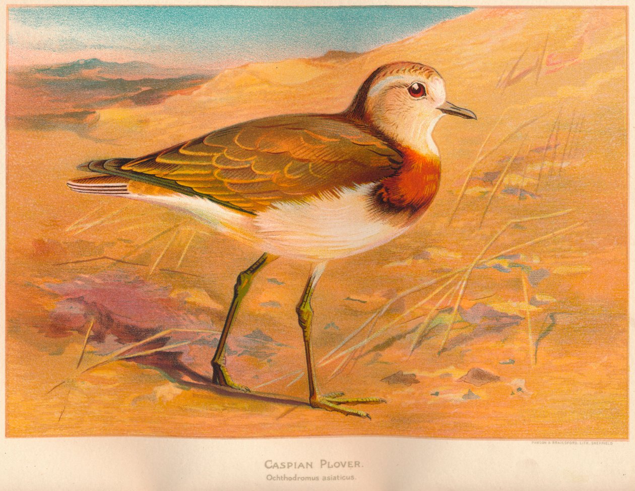 Caspian Plover Ochthodromus asiaticus ، 1900 ، 1900 بواسطة تشارلز ويمبر