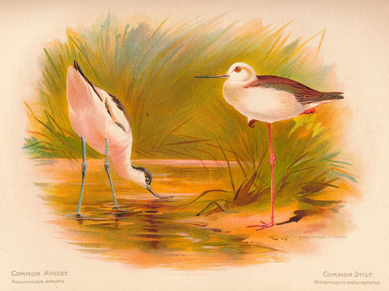 Avocet Common Recurvirostra avocetta ، طوالة مشتركة Himantopus melanopterus ، 1900 ، 1900 بواسطة تشارلز ويمبر