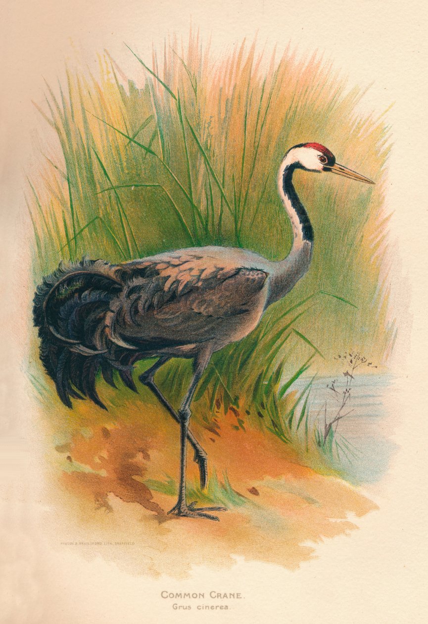 Common Crane Grus cinerea ، 1900 ، 1900 بواسطة تشارلز ويمبر