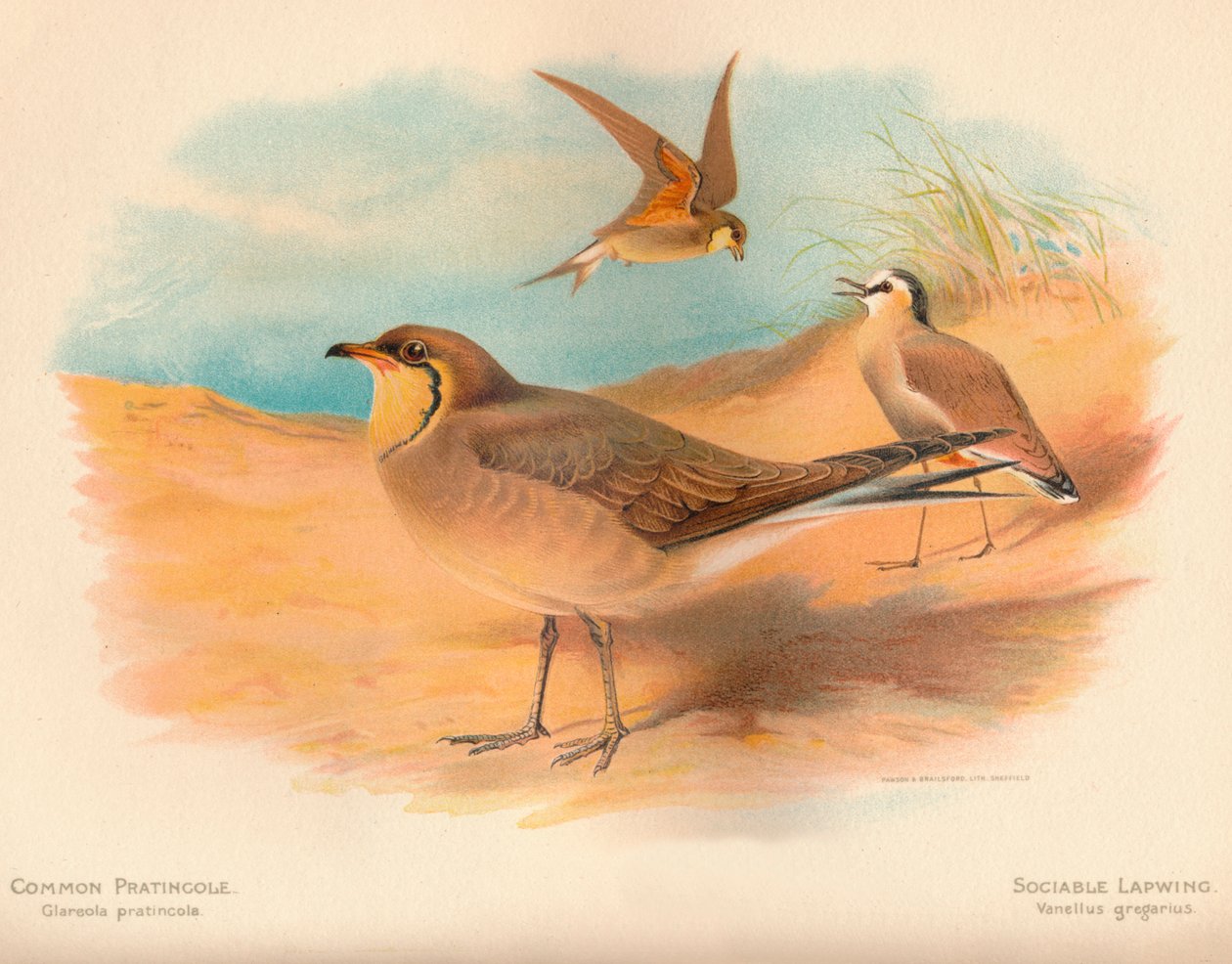 Pratincola الشائعة Glareola pratincola ، مؤنس Lapwing Vanellus ، 1900 ، 1900 بواسطة تشارلز ويمبر