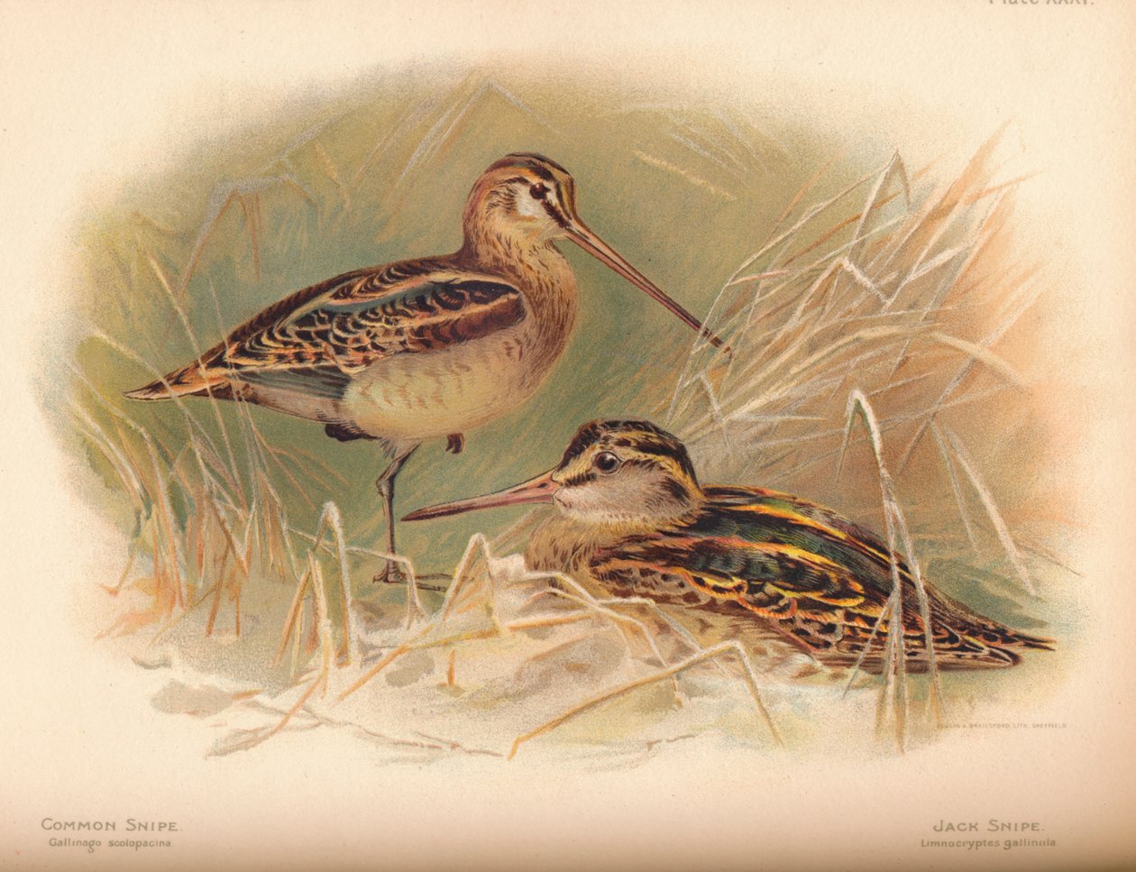 Snipe Gallinago scolopacina ، Jack Snipe Limnocryptes gallinula ، 1900 ، 1900 بواسطة تشارلز ويمبر
