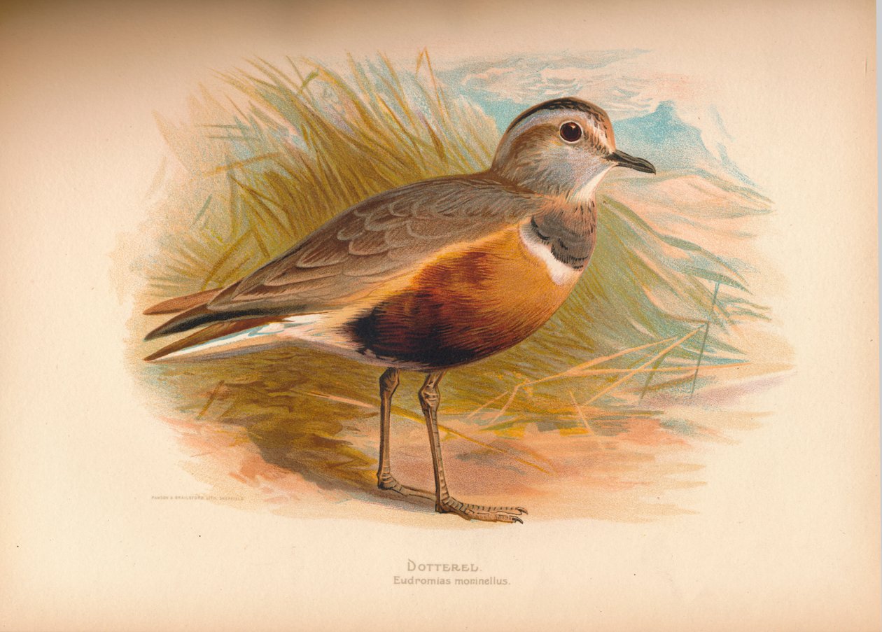 Dotterel E importantias morinellus ، 1900 ، 1900 بواسطة تشارلز ويمبر