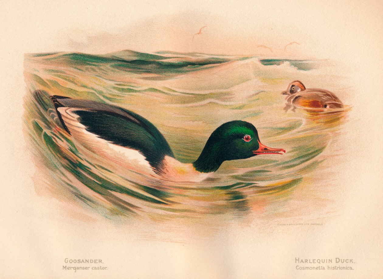 عجلة Goosander Merganser ، Harlequin Duck Cosmonetta histrionica ، 1900 ، 1900 بواسطة تشارلز ويمبر