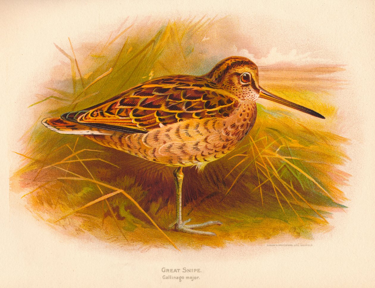 القناص الكبير Gallinago major ، 1900 ، 1900 بواسطة تشارلز ويمبر