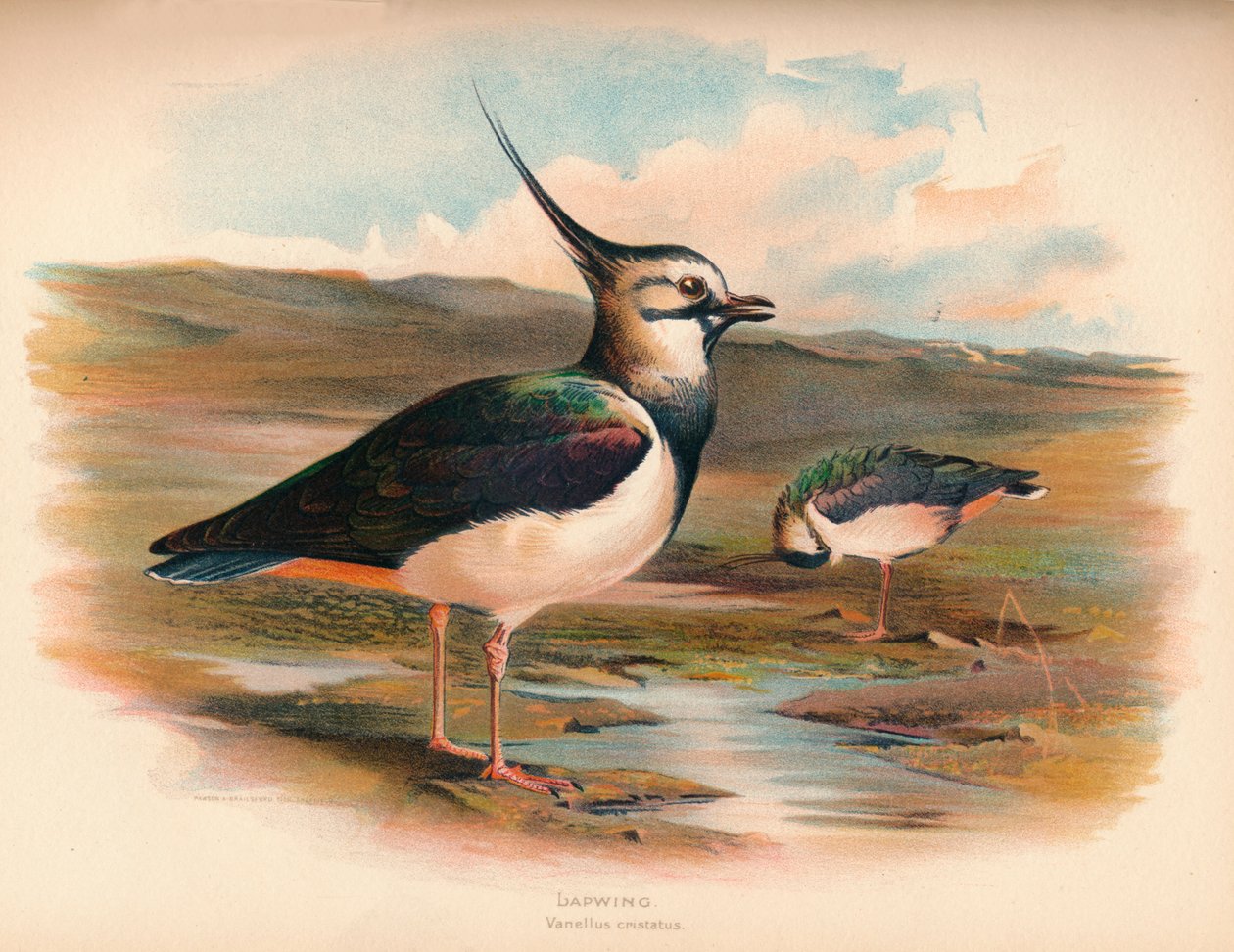 Lapwing Vanellus cristacus ، 1900 ، 1900 بواسطة تشارلز ويمبر