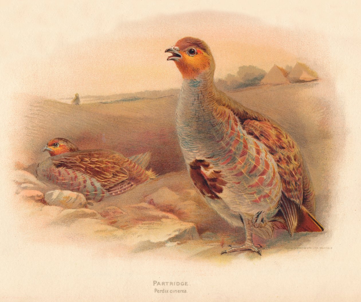 Partridge Perdix cinerea، 1900، 1900 بواسطة تشارلز ويمبر