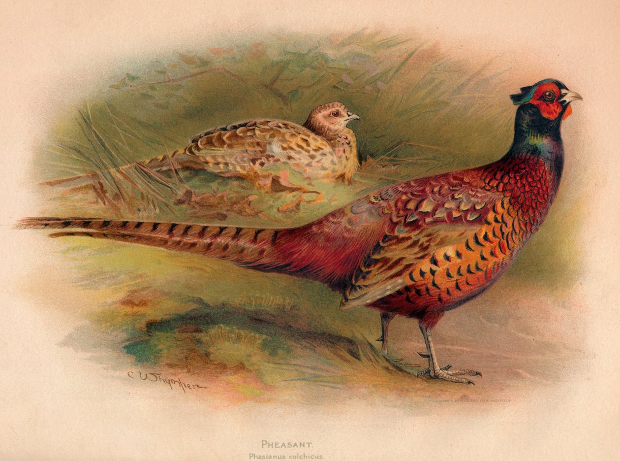الدراج Phasianus colchicus ، 1900 ، 1900 بواسطة تشارلز ويمبر