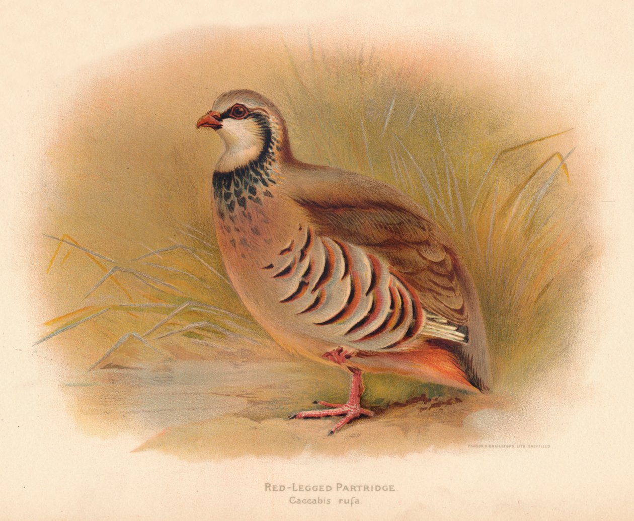 الحجل الأحمر ذو الأرجل Caccabus rufa ، 1900 ، 1900 بواسطة تشارلز ويمبر