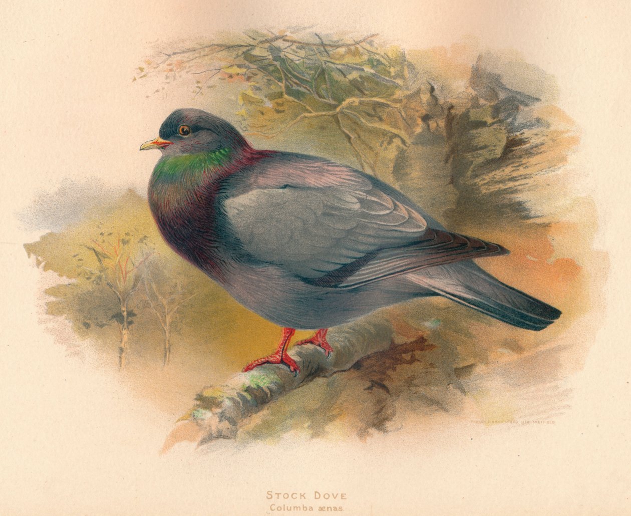 الأسهم Dove Columba aenas ، 1900 ، 1900 بواسطة تشارلز ويمبر
