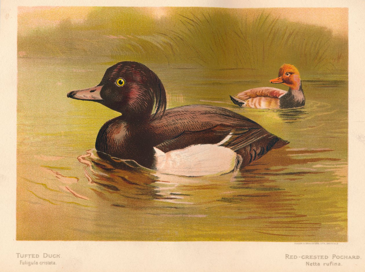 بطة معنقدة Fuligata cristata ، أحمر متوج Pochard Netta rufina ، 1900 ، 1900 بواسطة تشارلز ويمبر