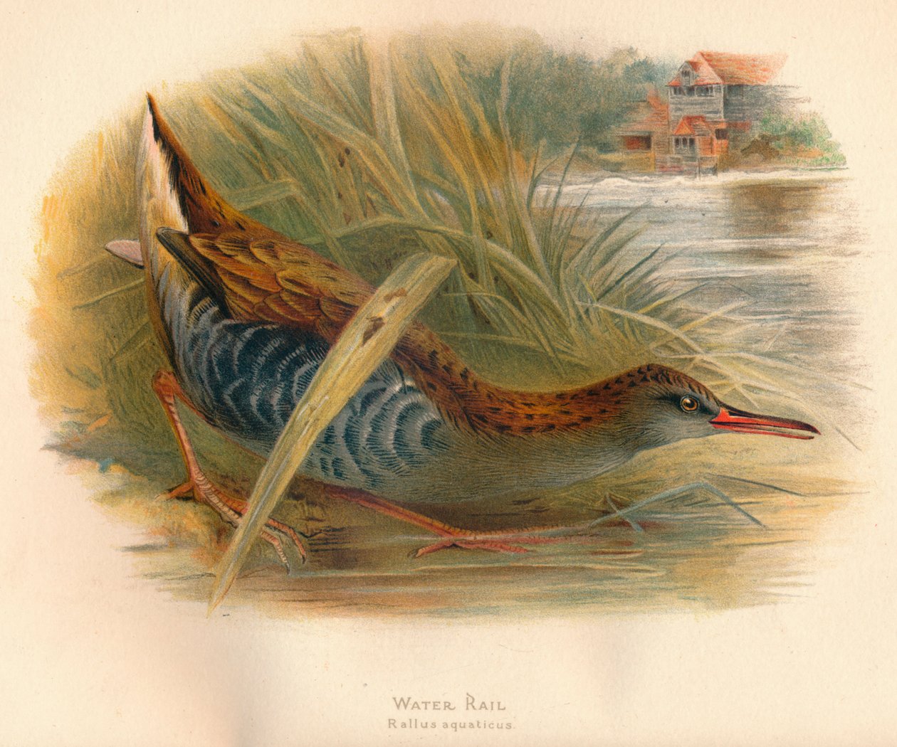 Water Rail Rallus aquaticus ، 1900 ، 1900 بواسطة تشارلز ويمبر