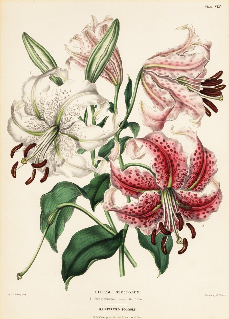أصناف الزنبق اليابانية ، Lilium specioseum بواسطة شارلوت كارولين سويربي