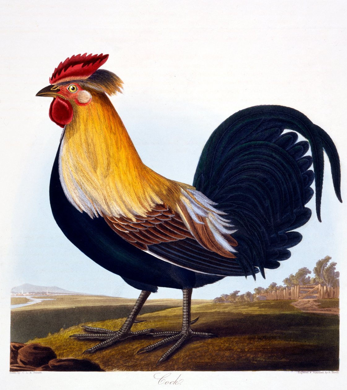 الديك (Phasianus) ، محفور بواسطة روبرت هافيل جونيور (1793-1878) ، 1835 بواسطة شارلوت لي بيروت