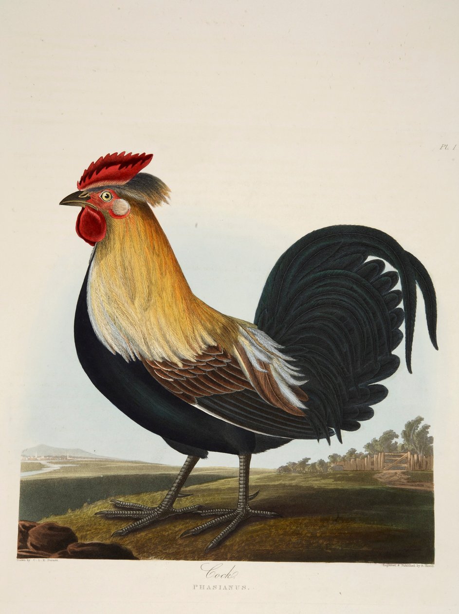 الديك ، Phasianus ، حانة. 1835 نقش ملون باليد. بواسطة شارلوت لوسيا إميلي بيروت