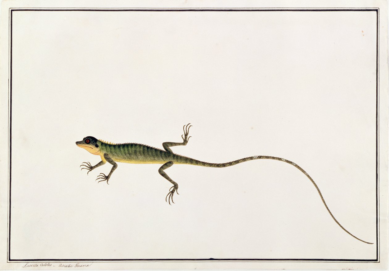 أسياتيك جوانا ، Lacerta Calotes ، من رسومات الحيوانات والحشرات والزواحف من ملقا ، c.1805-18 (مرحاض وغواش على ورق) بواسطة المدرسة الصينية