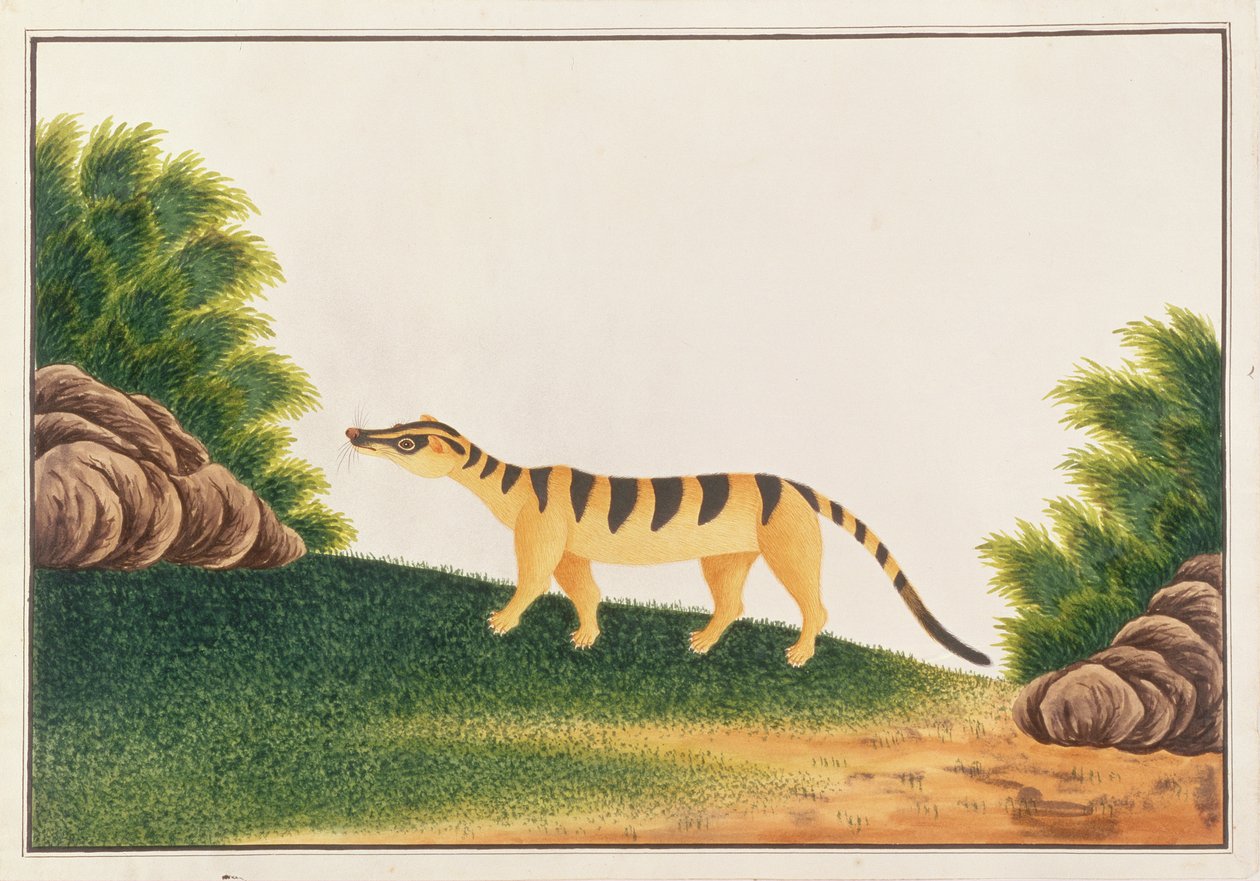 سيفيت سيفيت النخيل ، من رسومات الحيوانات والحشرات والزواحف من ملقا ، c 18080-18 (مرحاض وغواش على ورق) بواسطة المدرسة الصينية