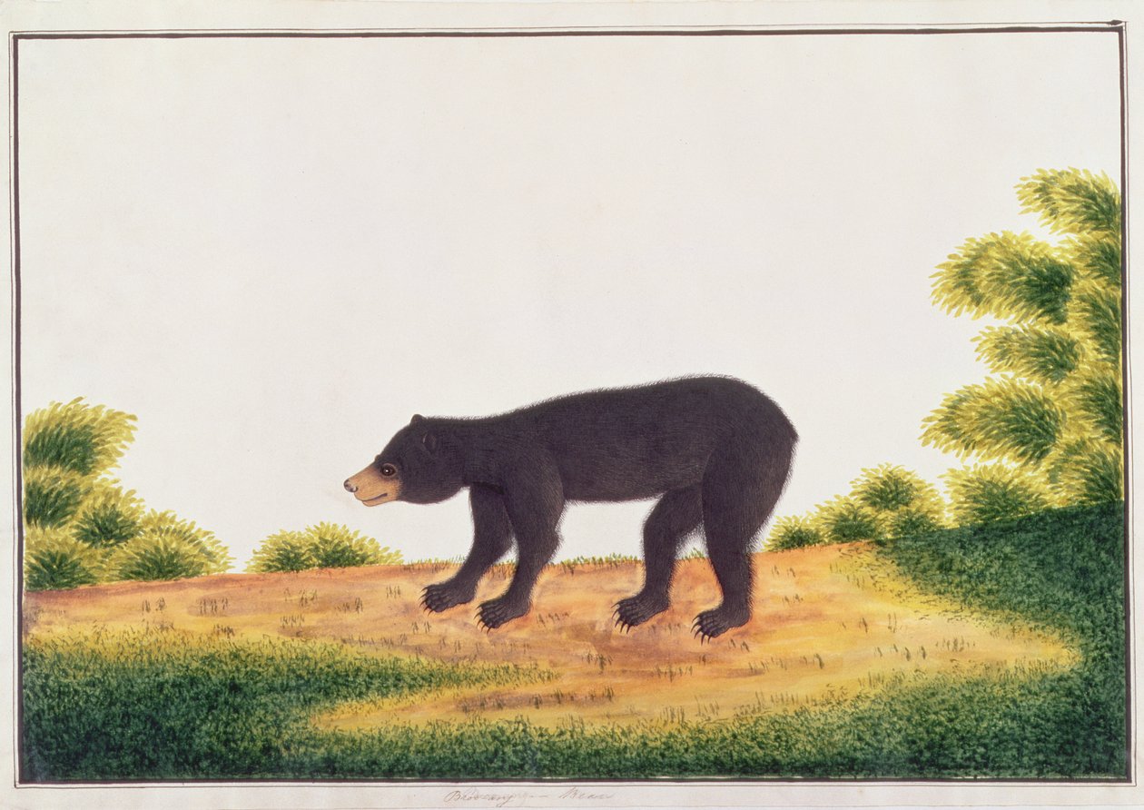 دب ، دبابيس ، من رسومات الحيوانات والحشرات والزواحف من ملقا ، c.1805-18 (مرحاض وغواش على ورق) بواسطة المدرسة الصينية
