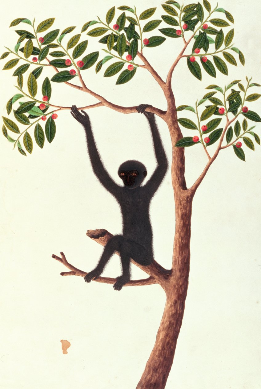 قرد مسلح أسود طويل ، Ongka Pitam ، من رسومات الحيوانات والحشرات والزواحف من ملقا ، c.1805-18 (مرحاض وغواش على ورق) بواسطة المدرسة الصينية