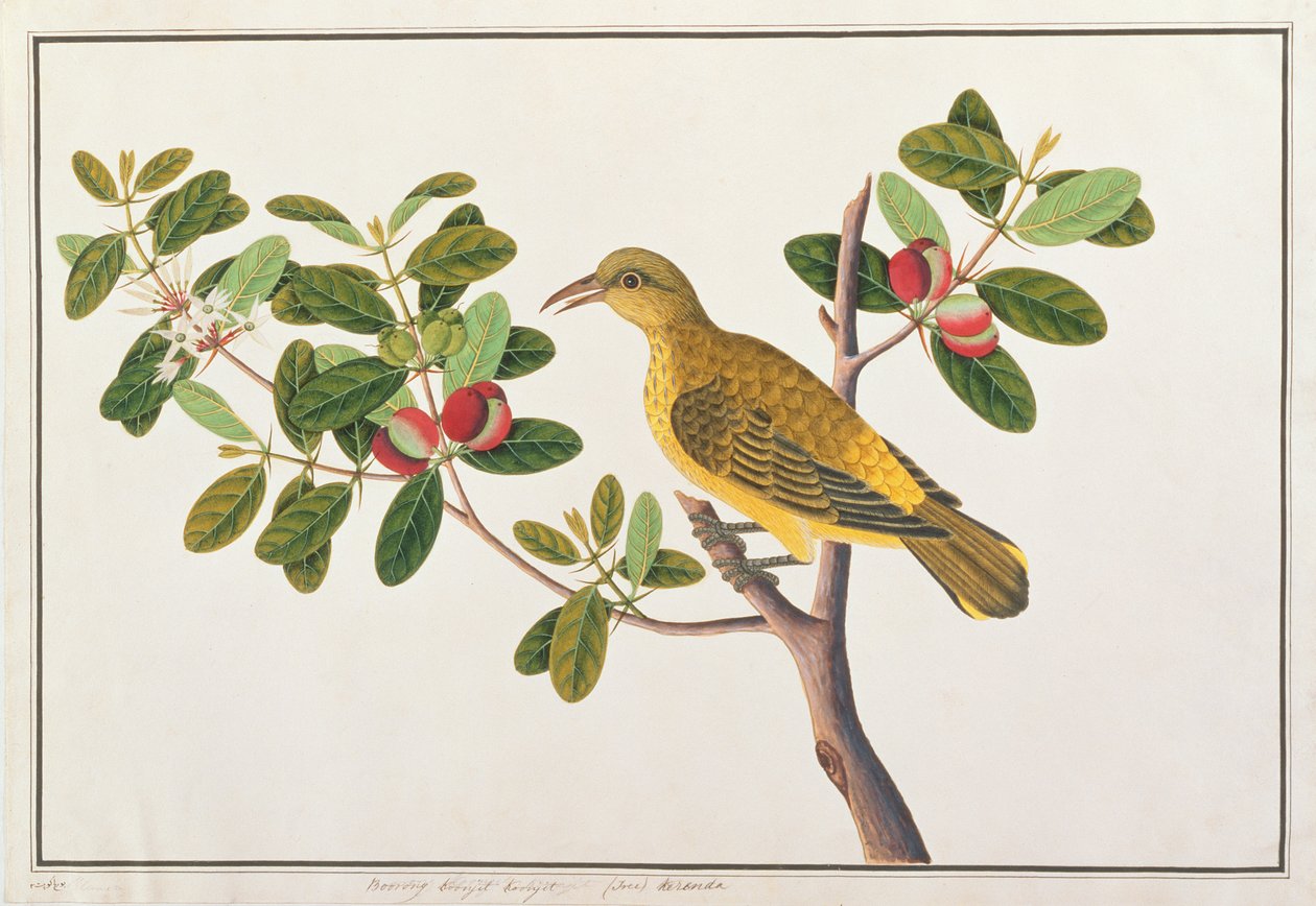 الأوريول ذو القيلولة السوداء ، من رسومات الطيور من ملقا ، c.1805-18 (مرحاض على ورق) بواسطة المدرسة الصينية